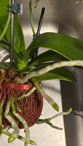 Curved Body Airflow Lattice Orchid Pot - Shear Xcitement Boutique