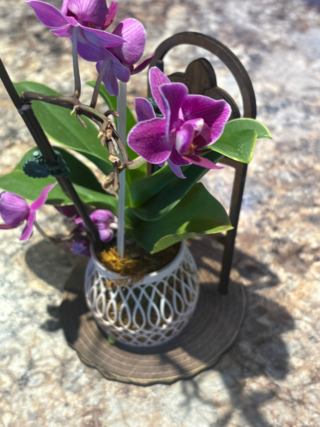 How to Get Your Phalaenopsis Orchid to Rebloom (Without the Long Wait)