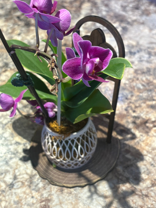 How to Get Your Phalaenopsis Orchid to Rebloom (Without the Long Wait)