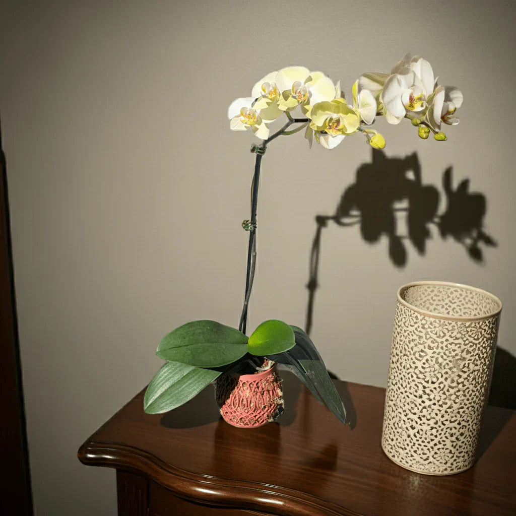 Why Air-Flow Orchid Pots Help Phalaenopsis Orchids Thrive