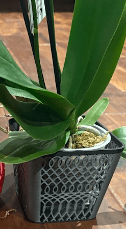 Square Lattice Airflow Orchid Pot – Modern Root - Breathing Design - Shear Xcitement Boutique